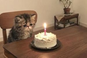 今日明尼苏达山猫对阵达拉斯飞翼首发阵容_今日明尼苏达山猫对阵达拉斯飞翼首发阵容在线观看_免费看直播